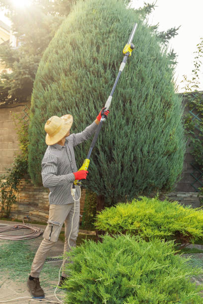 Reliable Hilliard, OH Tree Services Solutions